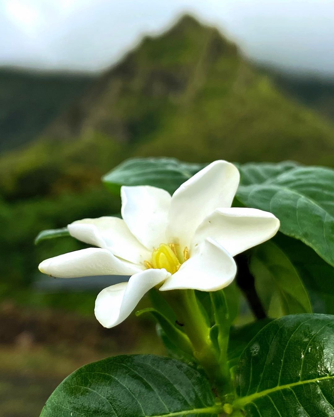 White Nānū flower with mountain backdrop.