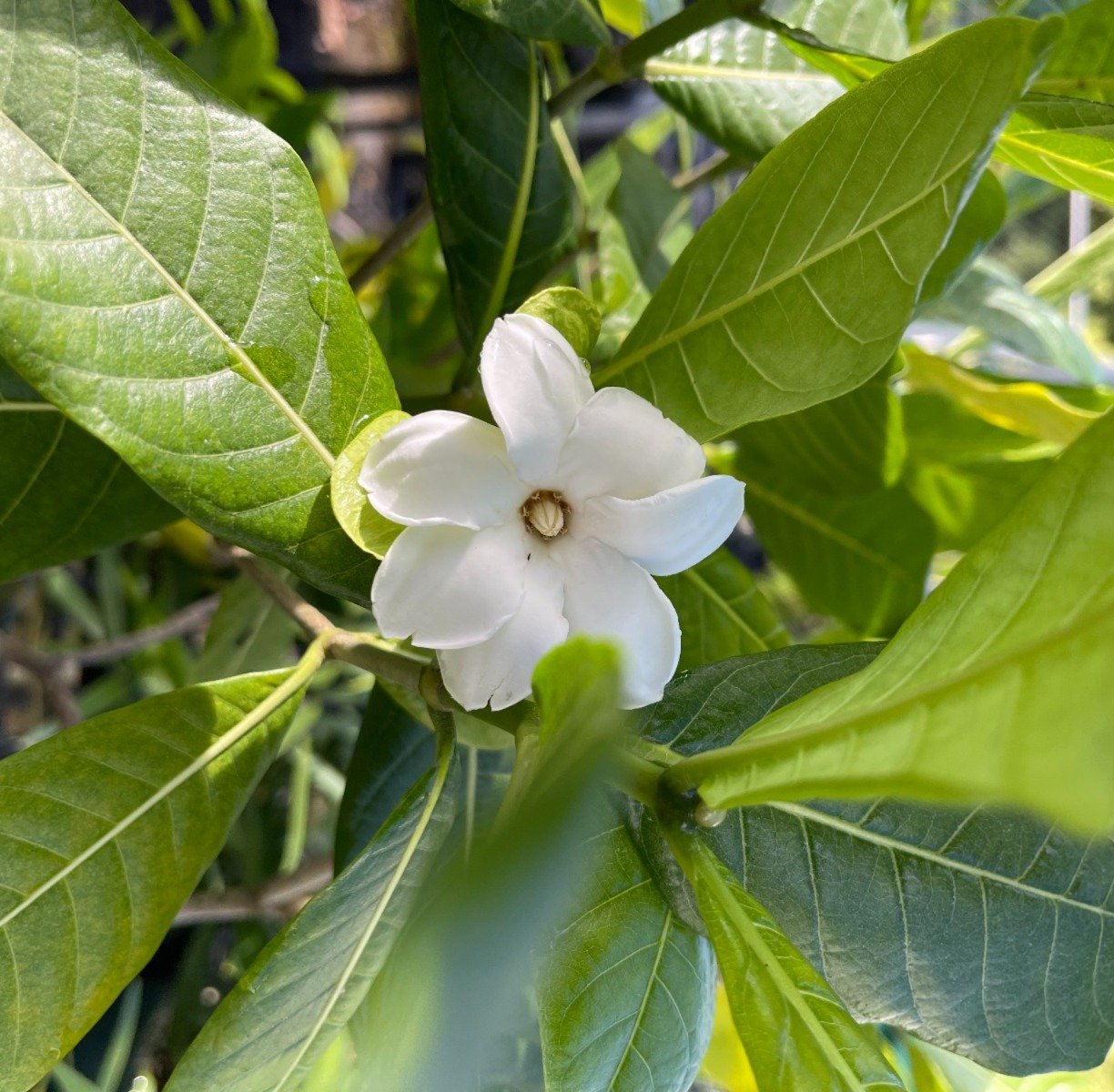 Gardenia remyi flower in full bloom on a tree.