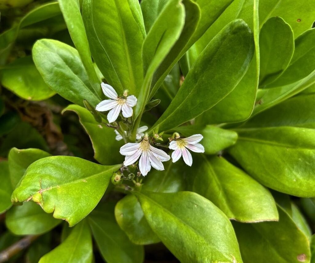 A small white Naupaka flower blossoms on a plant, showcasing its delicate beauty and serenity.

