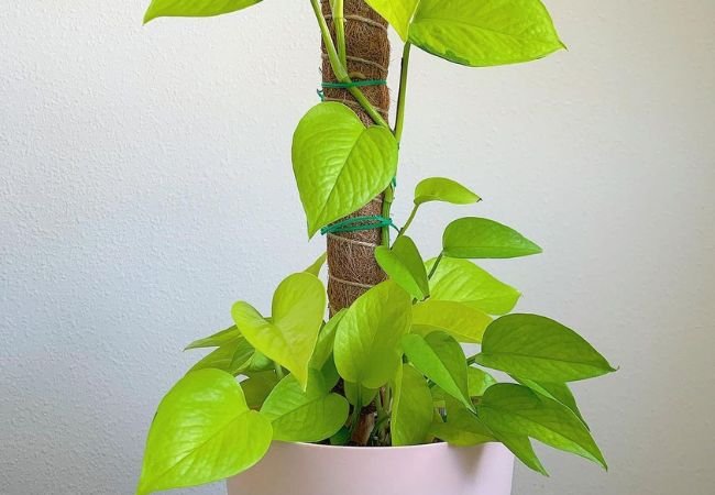 Why Neon Pothos Should Be Your Next Houseplant