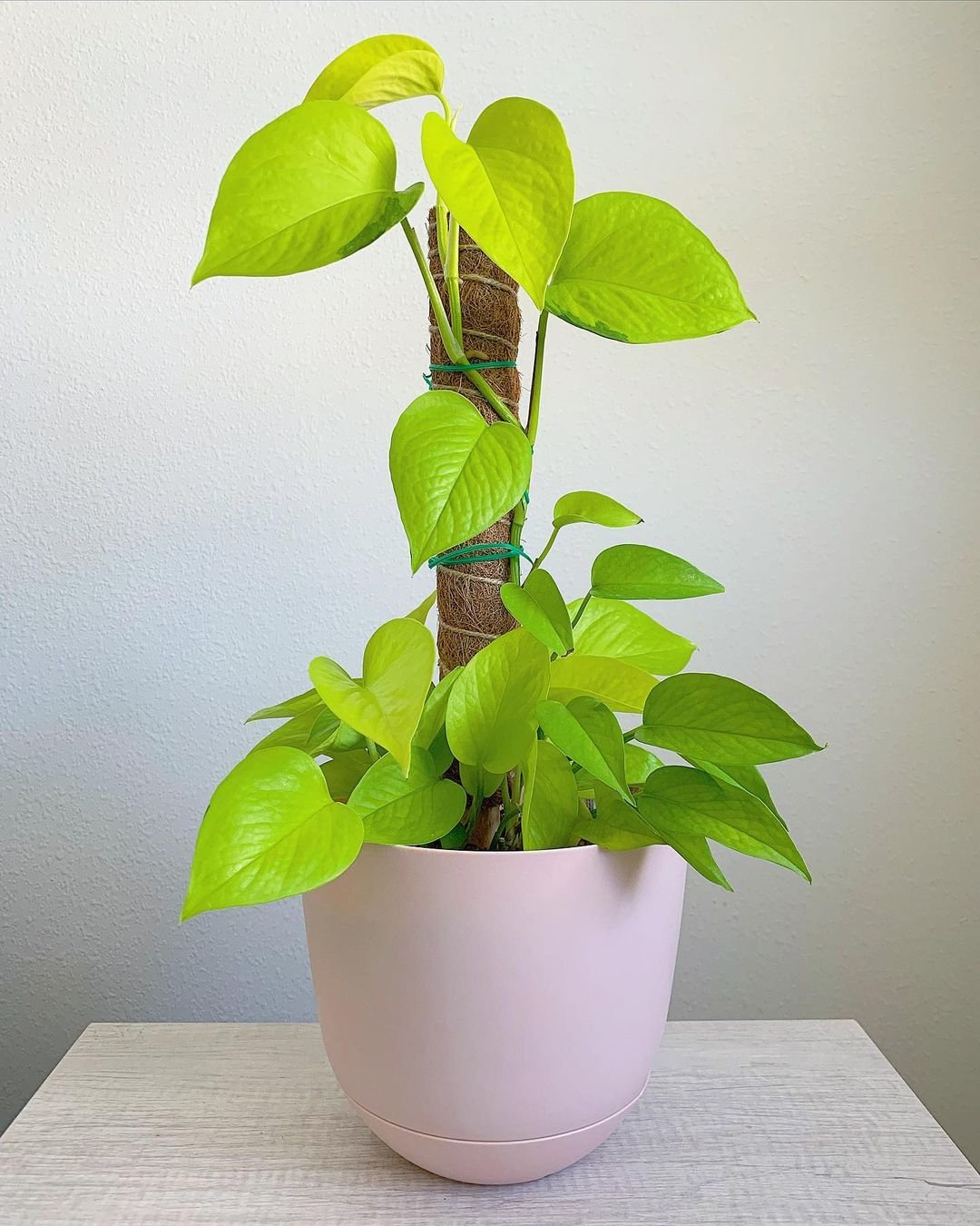  Neon Pothos: Ideal houseplant choice for its striking neon green foliage, bringing a touch of freshness and vibrancy indoors.