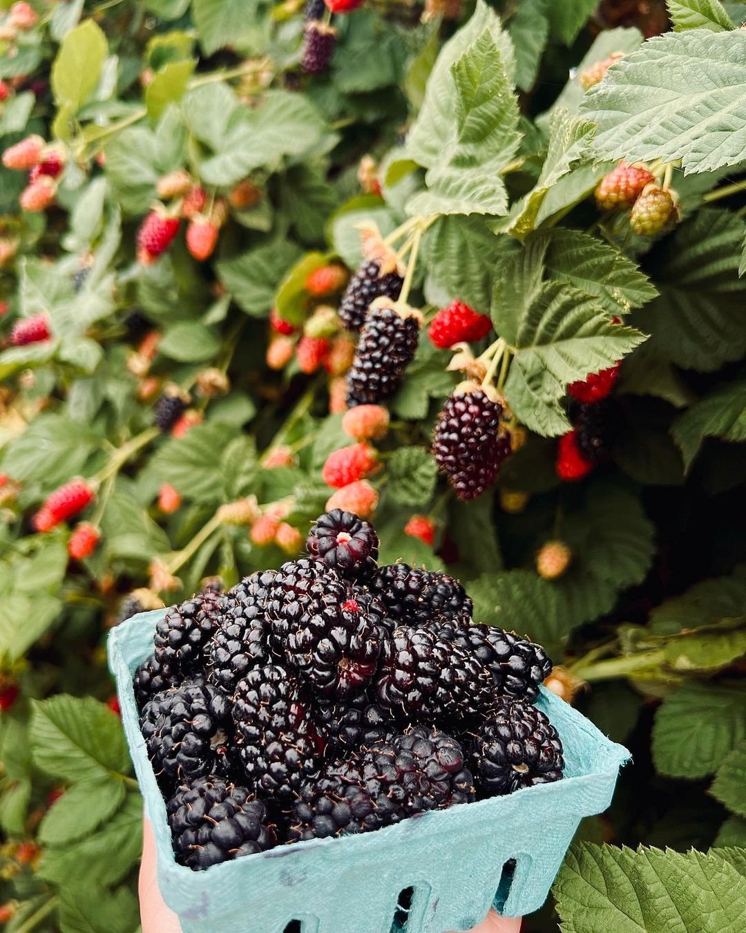 A person holding a basket of Olallieberries in front of a bush.