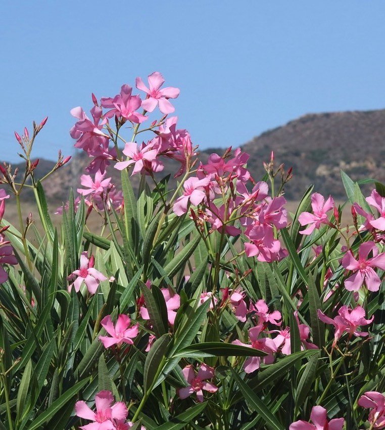 Pink oleander flowers blooming in a field with a majestic mountain in the background.


