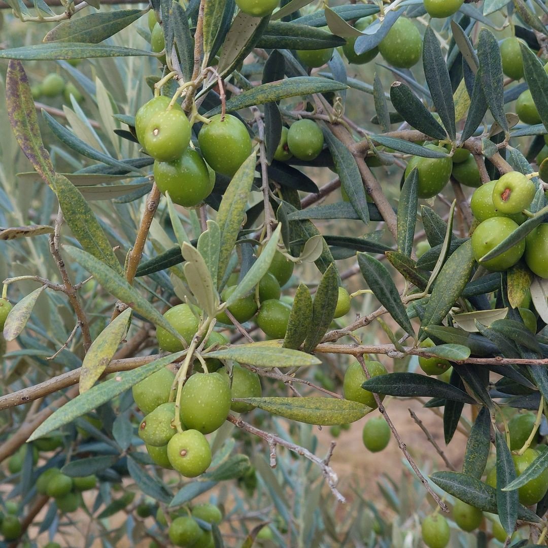 A close up of a bunch of green olives on a plate.