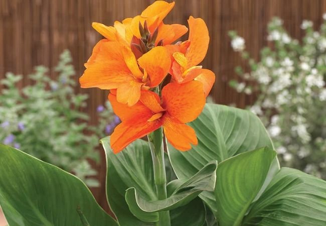 38 Orange Flowers That Will Transform Your Garden