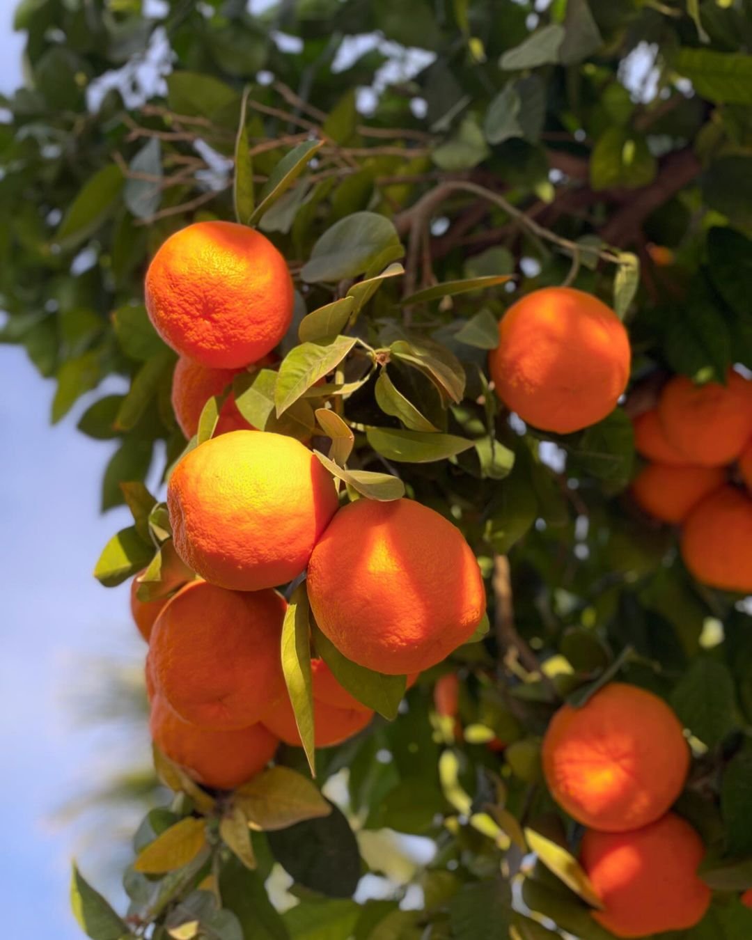 Fresh oranges growing on a tree, vibrant and colorful.