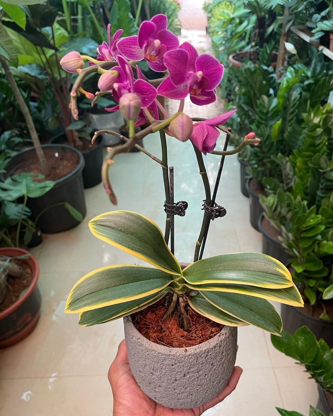  Orchid (Orchidaceae) plant in pot held by person, displaying purple and yellow flowers.