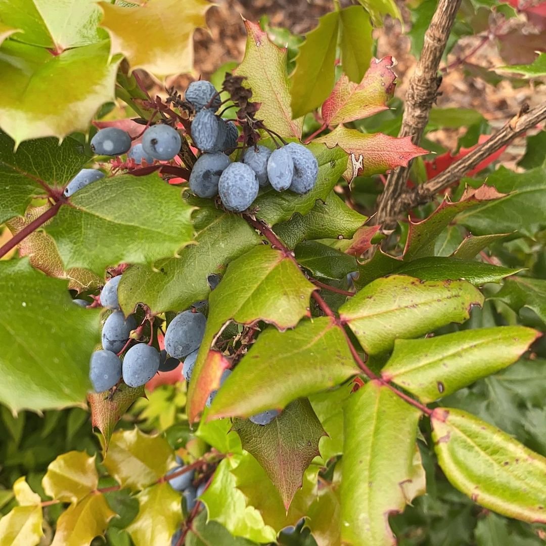 A close-up of an Oregon Grape bush with clusters of blue berries hanging from its branches.


