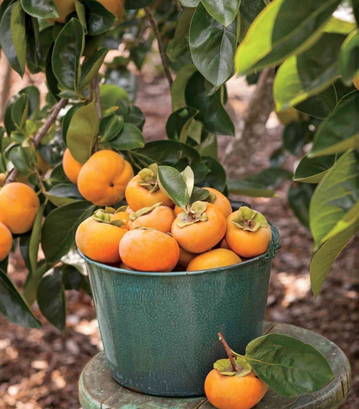 A bucket of Oriental Persimmon oranges hanging on a tree branch, ready to be harvested.

