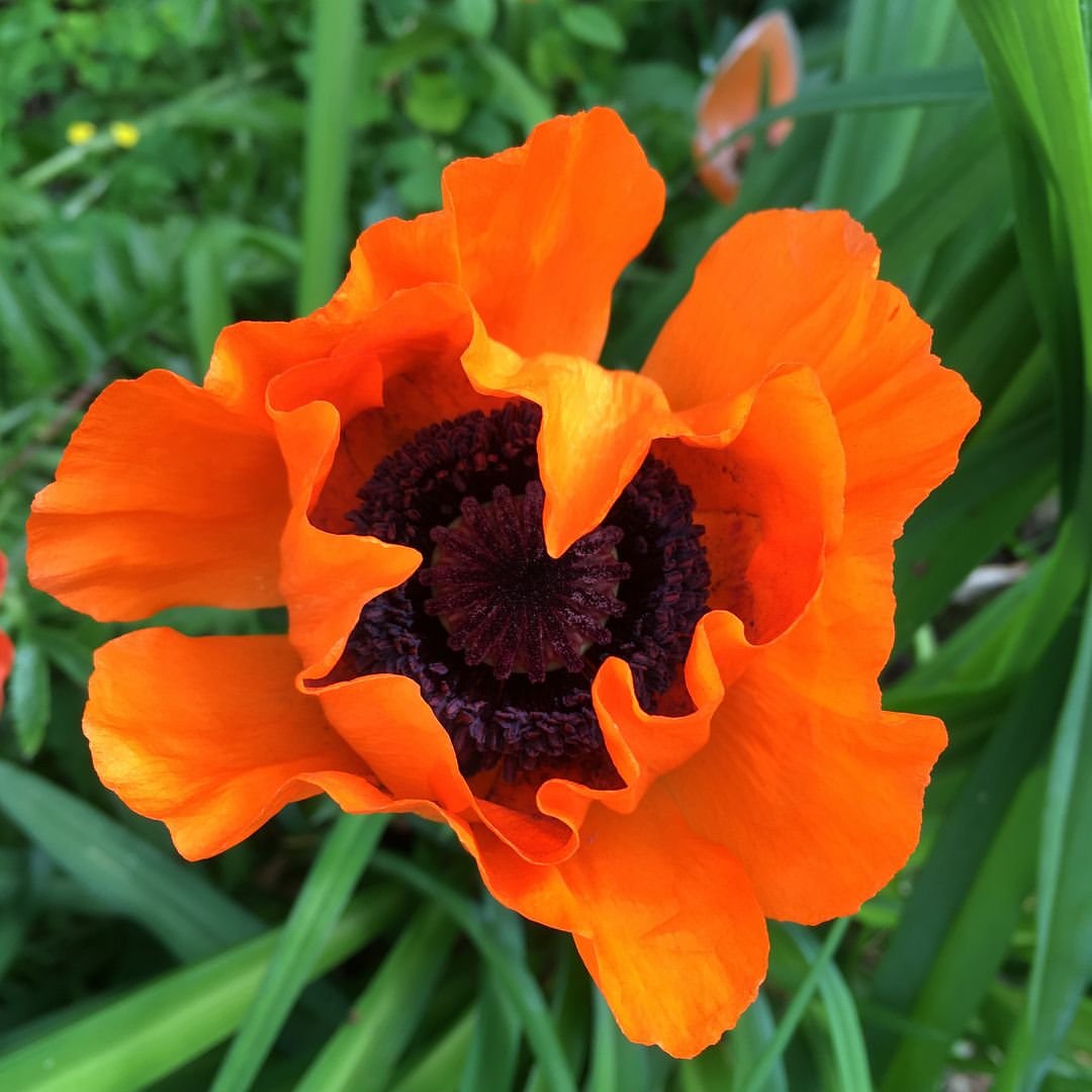 Two vibrant orange Oriental poppies stand tall in the lush green grass.
