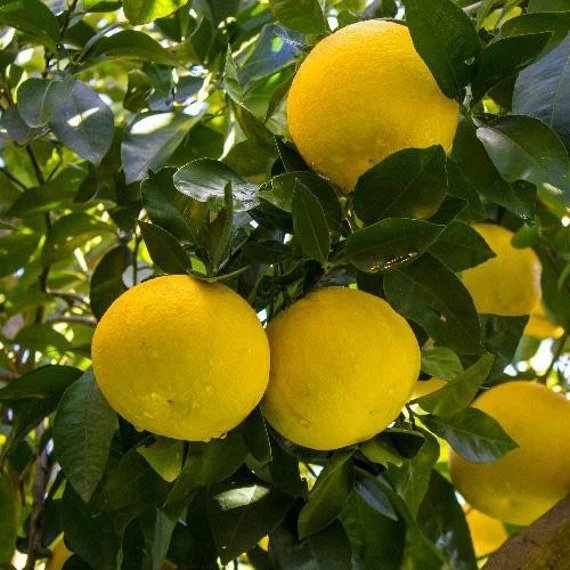 A cluster of lemons growing on a tree, surrounded by lush green leaves. Nearby, an Oro Blanco Grapefruit hangs from a branch.

