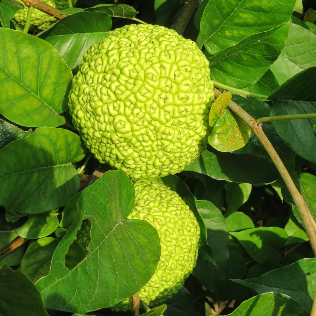 Close up of two Osage Oranges on a tree.