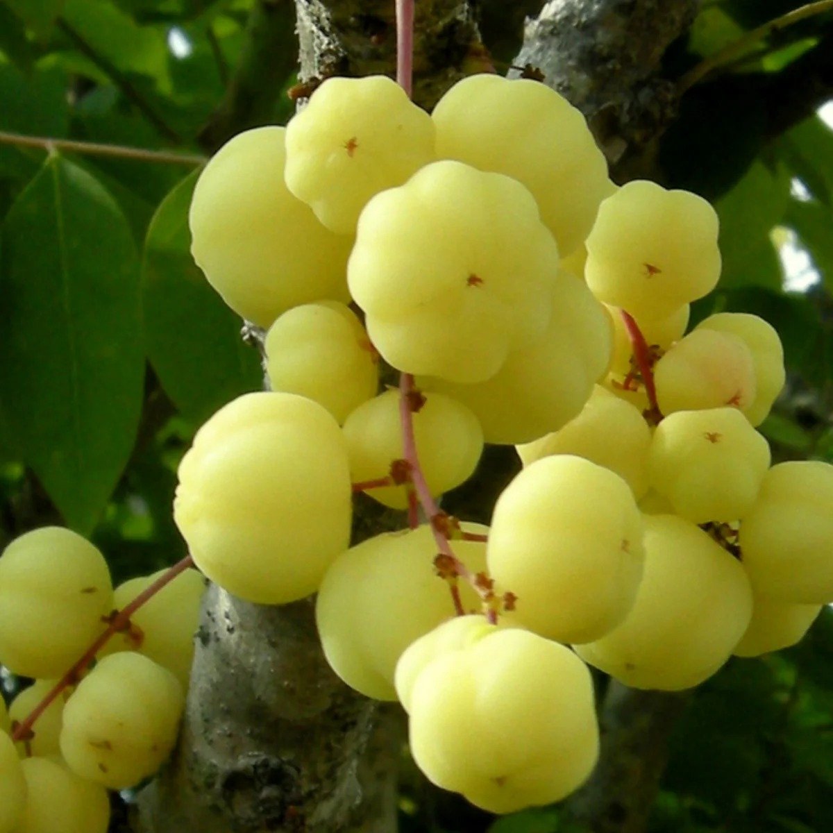 Yellow Otaheite Gooseberry fruits clustered on a tree branch.