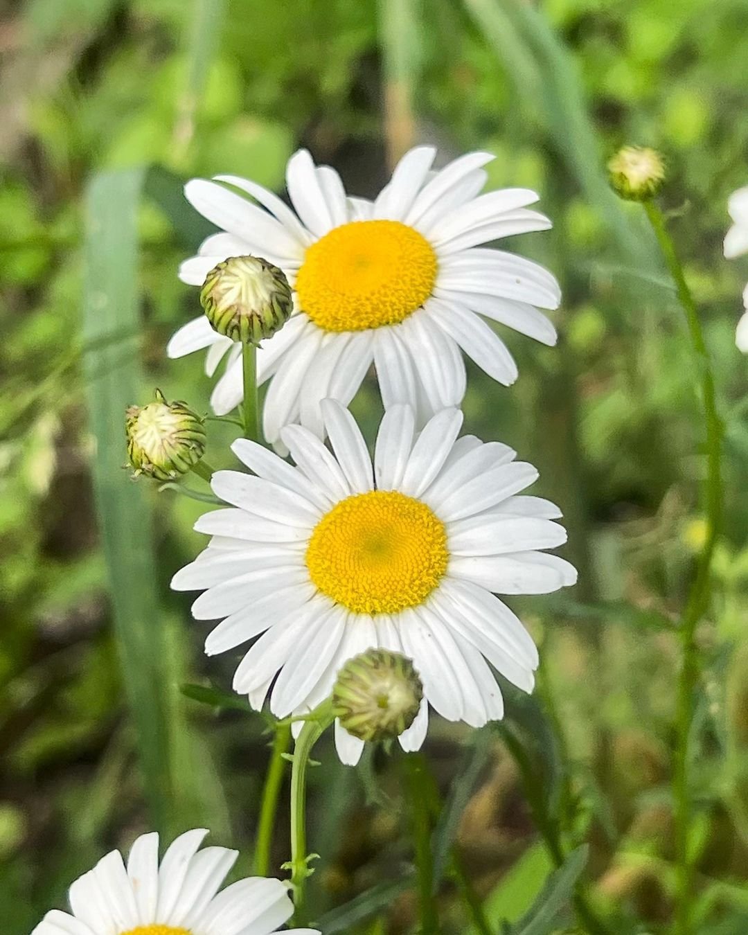  White Oxeye Daisies with yellow centers blooming in the grass.