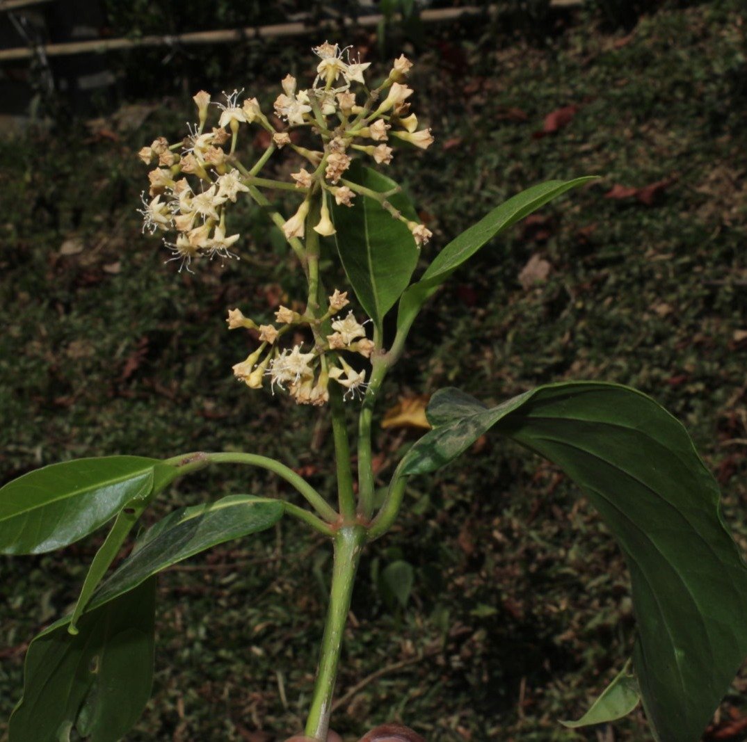  Individual showcasing a Pāpala Kēpau bloom.