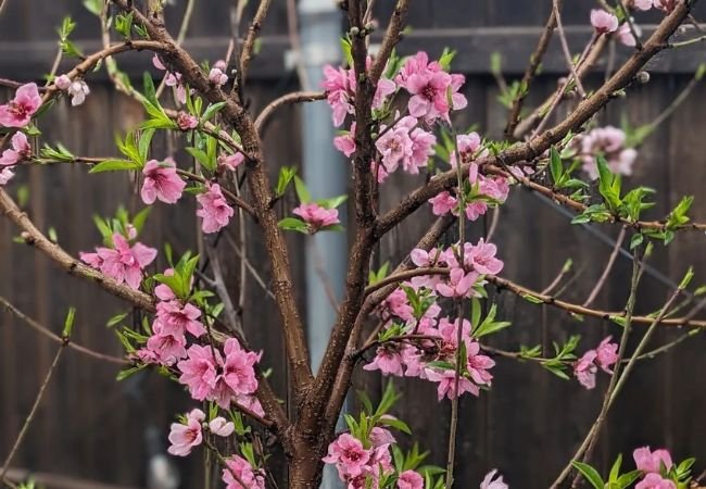 The Beauty of Peach Tree Flowers: A Gardener’s Guide