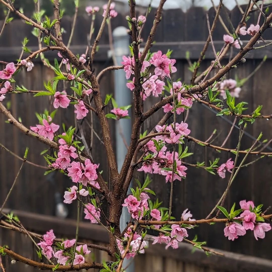 Blossoming peach tree with pink flowers in full bloom.