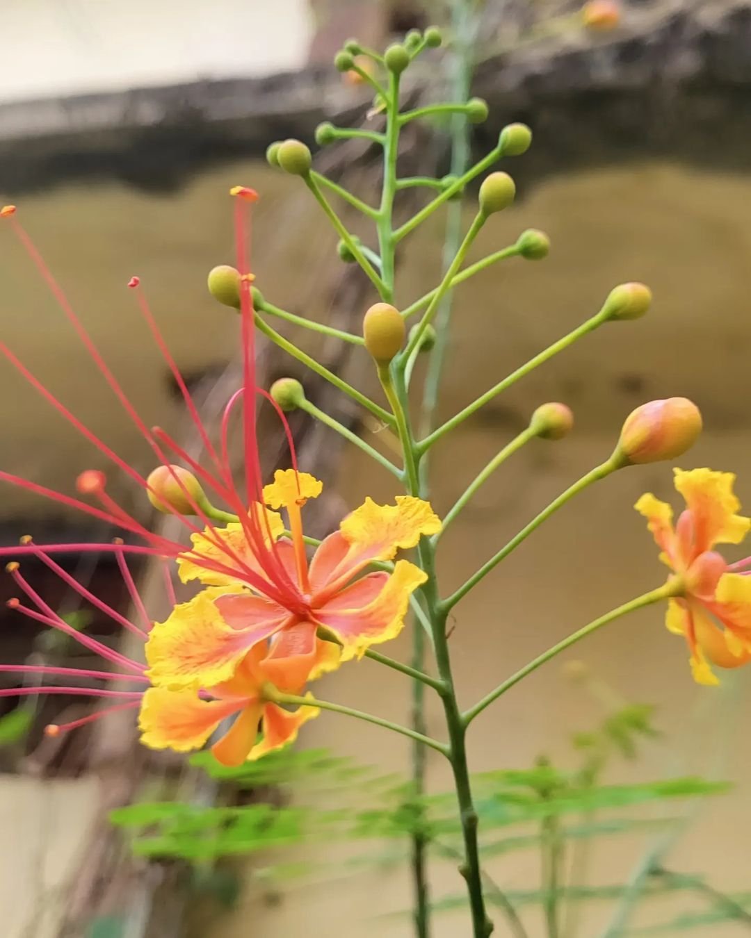  Close up of red and orange Peacock Flower (Caesalpinia pulcherrima) in bloom.