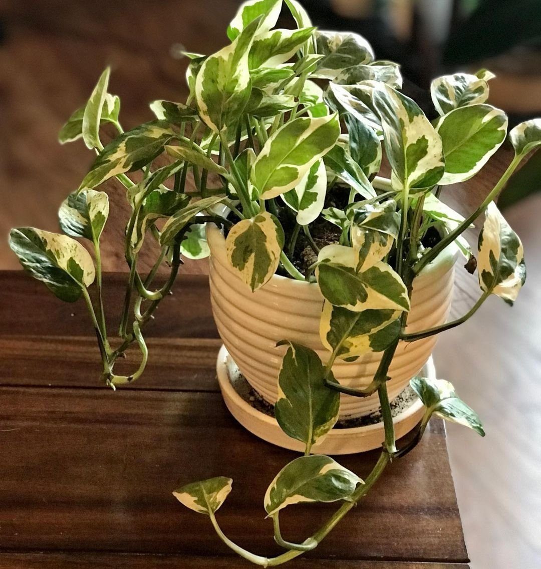 Pearls and Jade Pothos: A variegated houseplant with heart-shaped leaves, featuring green and white patterns.

