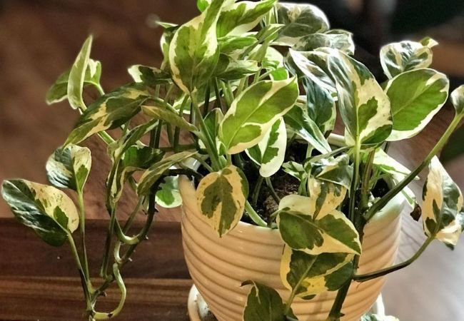 Pearls and Jade Pothos: Comprehensive Care and Growing Tips