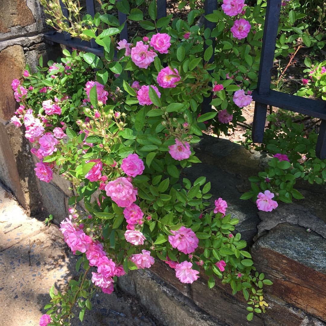 Beautiful bush of pink Peggy Martin climbing roses on stone wall.