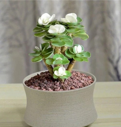 A small white flower plant in a pot on a table, with delicate petals and leaf succulent.
