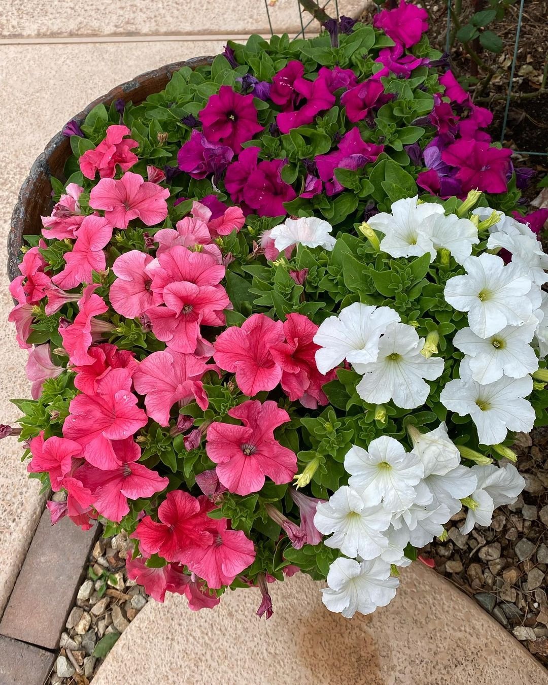 Vibrant Petunias in shades of pink, white, and purple.
