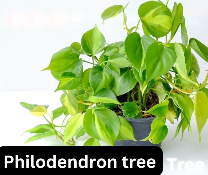 Image: Guide to growing a Philodendron tree with distinctively shaped leaves."