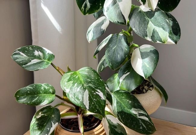 Philodendron White Princess: Tips for Thriving Plants