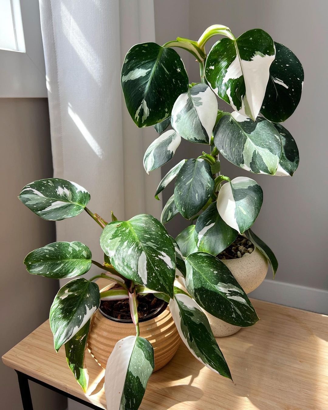 Philodendron White Princess, a vibrant plant with green leaves and white spots, perfect for healthy growth