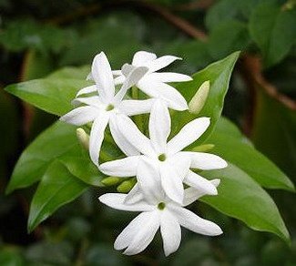  White Pikaki (Jasmine) flower with green leaves and white petals.