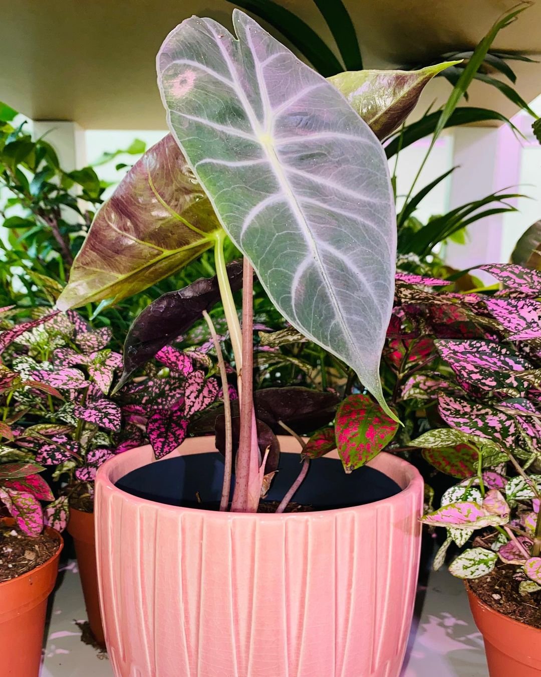 A close-up photo of a Pink Dragon Alocasia plant with large, heart-shaped leaves in shades of pink and green.

