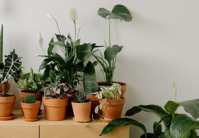 Plant Care Tip: Where to Place Houseplants for Ideal Growth