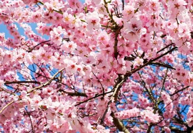 Planting and Growing a Flowering Cherry Blossom Tree: A Guide to Backyard Beauty