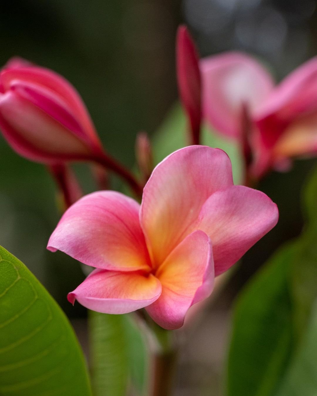 Pink and yellow Plumeria flowers blooming in the garden.

Hawaiian flowers