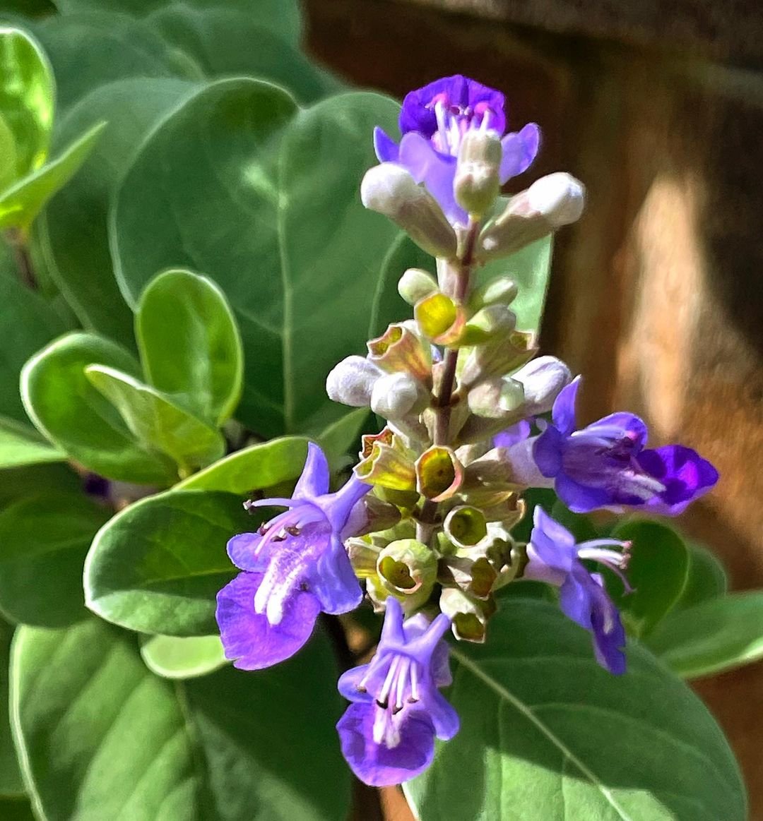 Purple Pōhinahina flower with green leaves and white flowers.