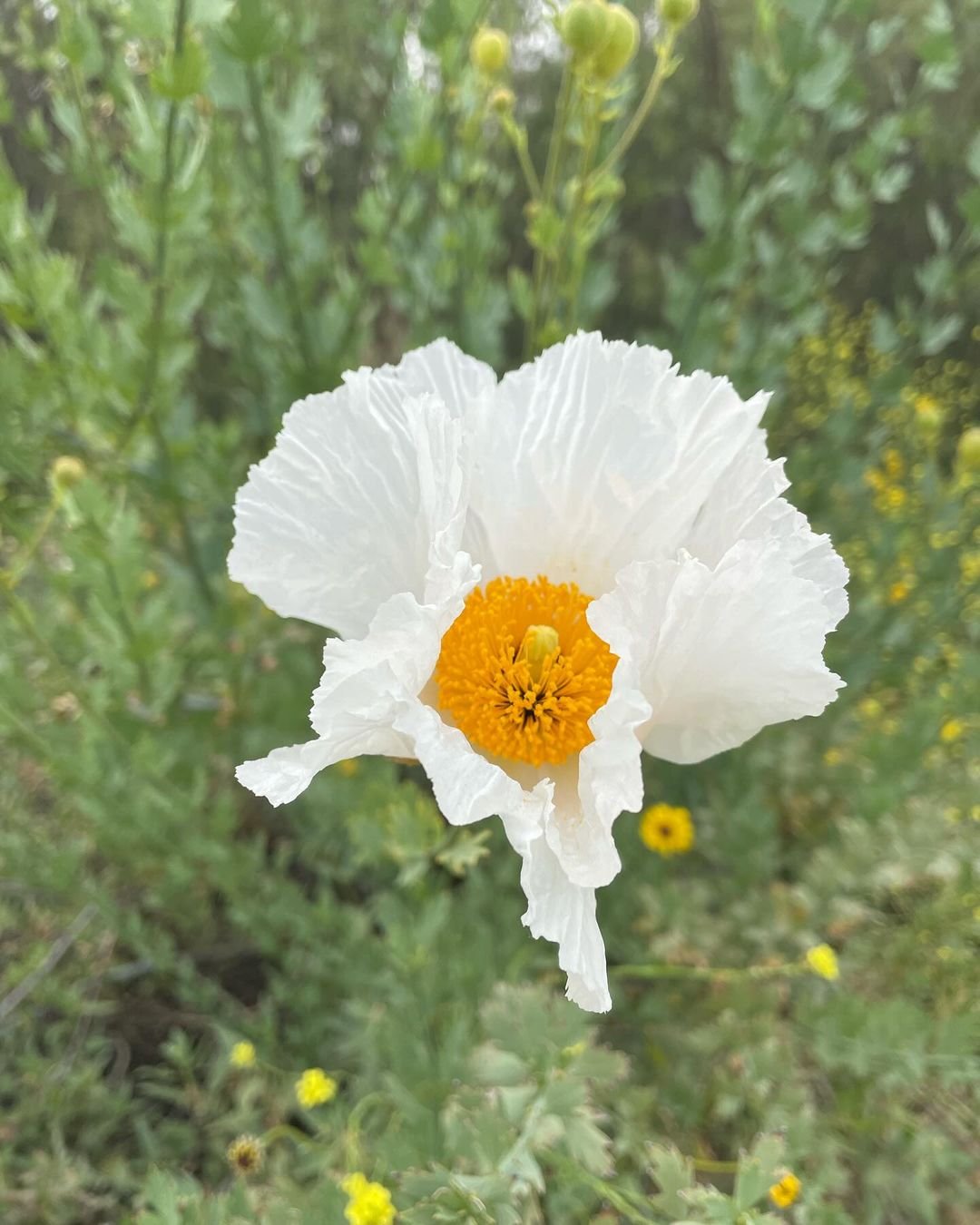 Beautiful white poppy with yellow center (Argemone glauca) standing out in field.