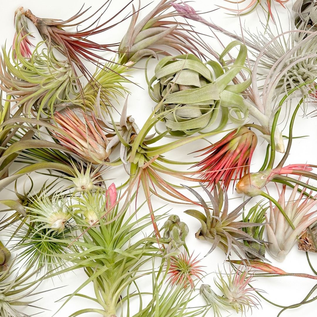 Various popular air plant varieties arranged in a circle on a white surface.