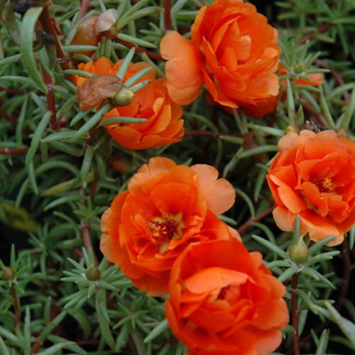 Bright orange Portulaca flowers with green succulent leaves in full bloom.