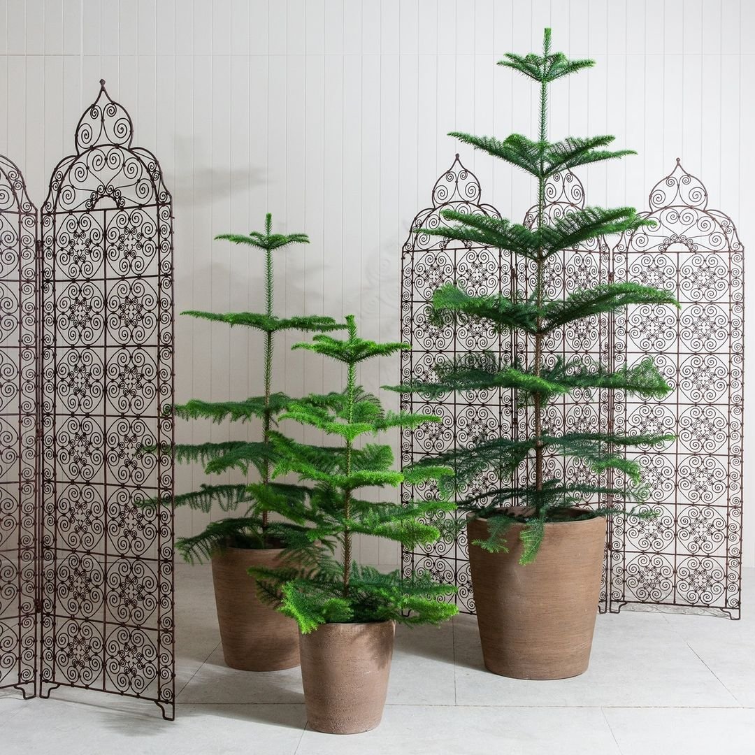 Three potted trees arranged in front of a screen, creating a serene and natural ambiance.