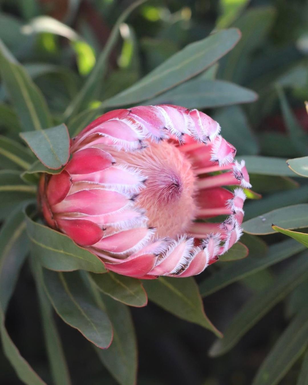 Pink Protea flower with white petals, a species of Protea.