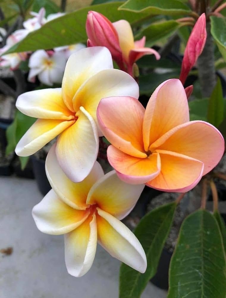 Potted yellow and pink Pua Mele (Plumeria hybrids) flowers.