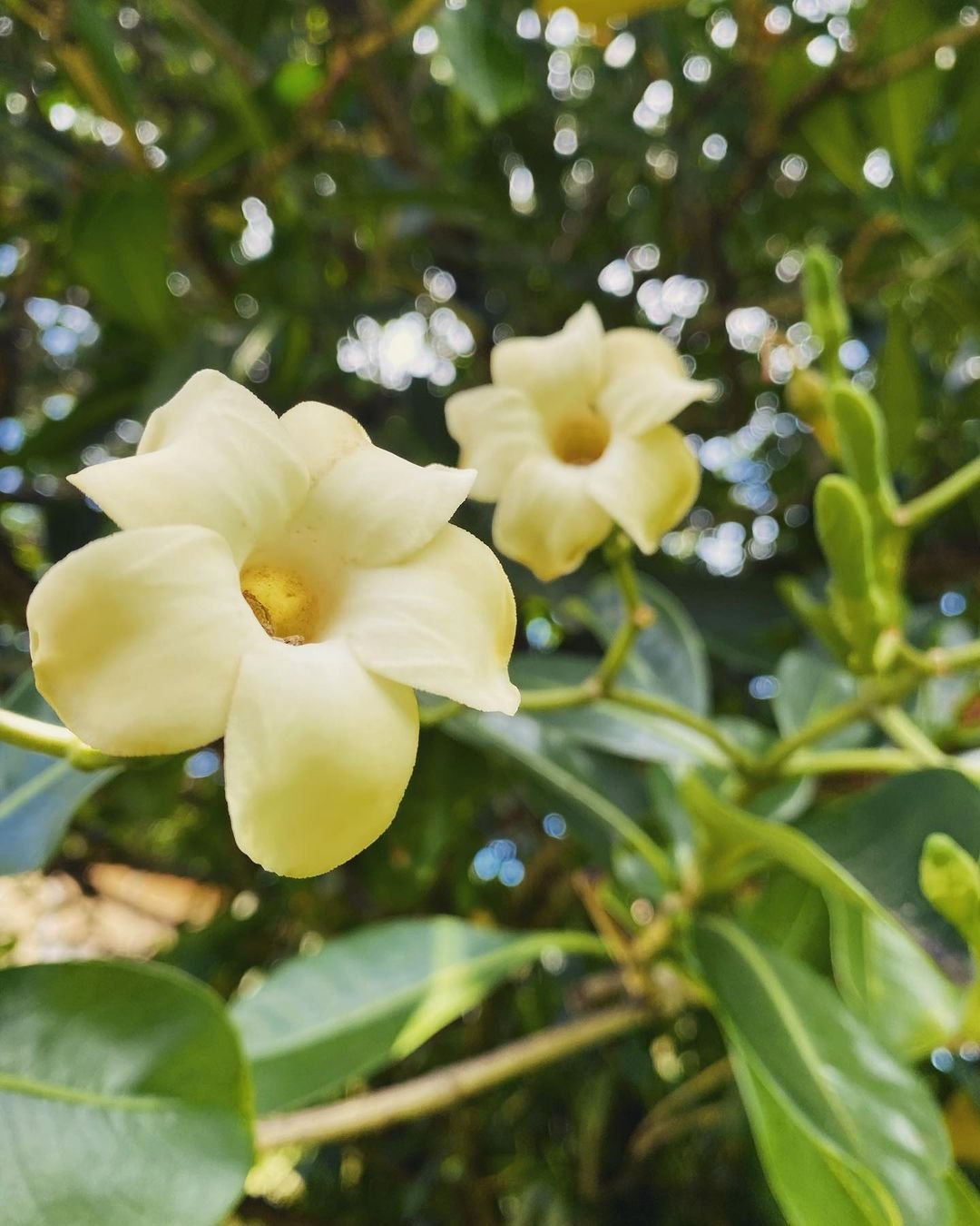 Two yellow Puakenikeni flowers blooming on a tree branch, showcasing their vibrant beauty.

