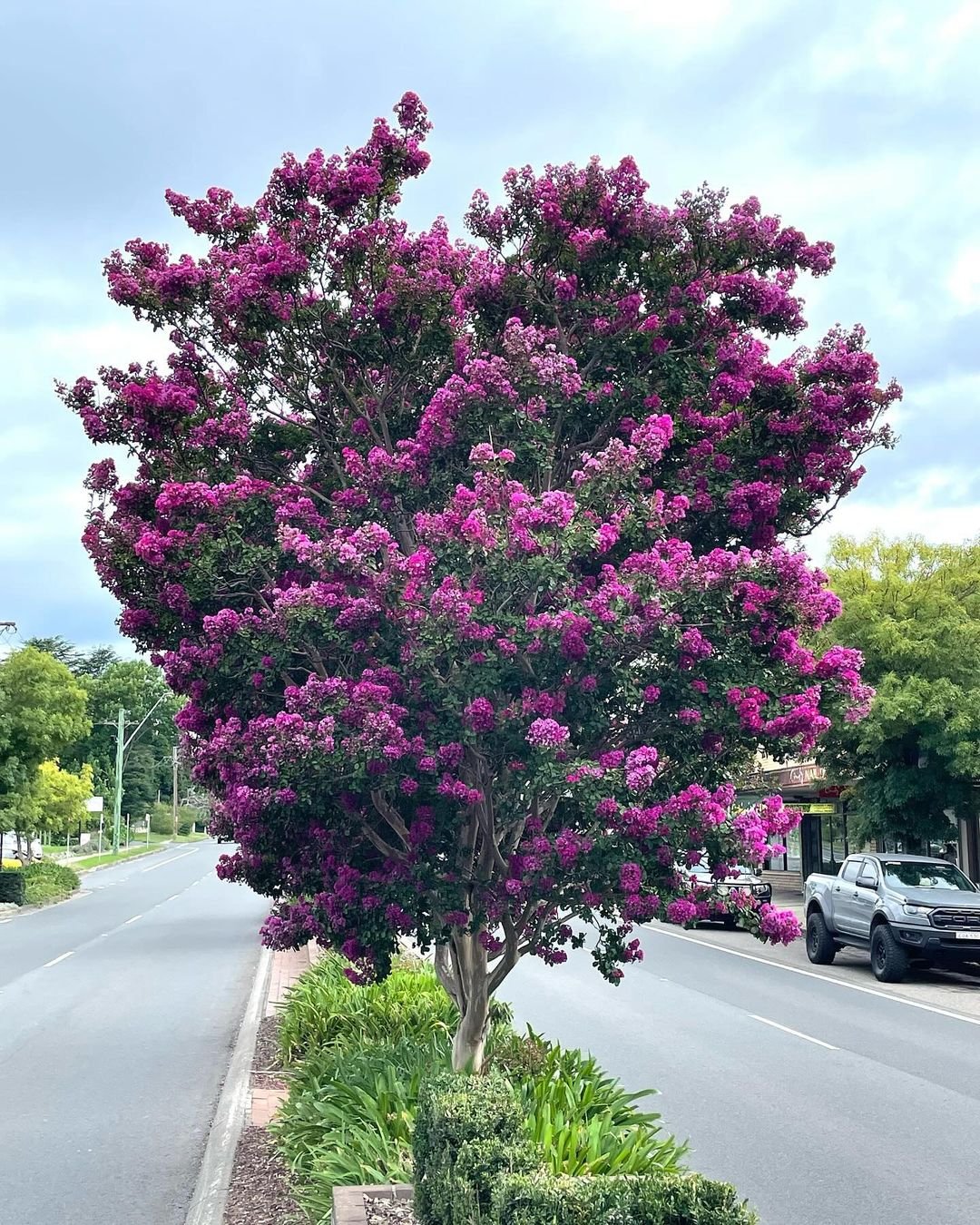 Image of a Purple Magic Crapemyrtle tree against a street backdrop.