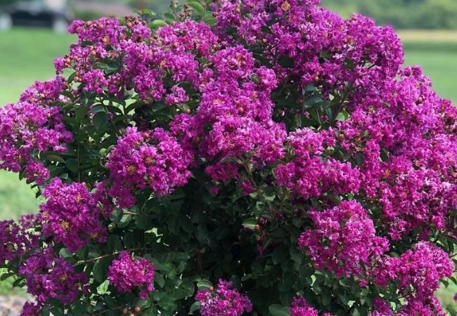 Purple Magic Crapemyrtle: A Gardener’s Favorite Flower Tree