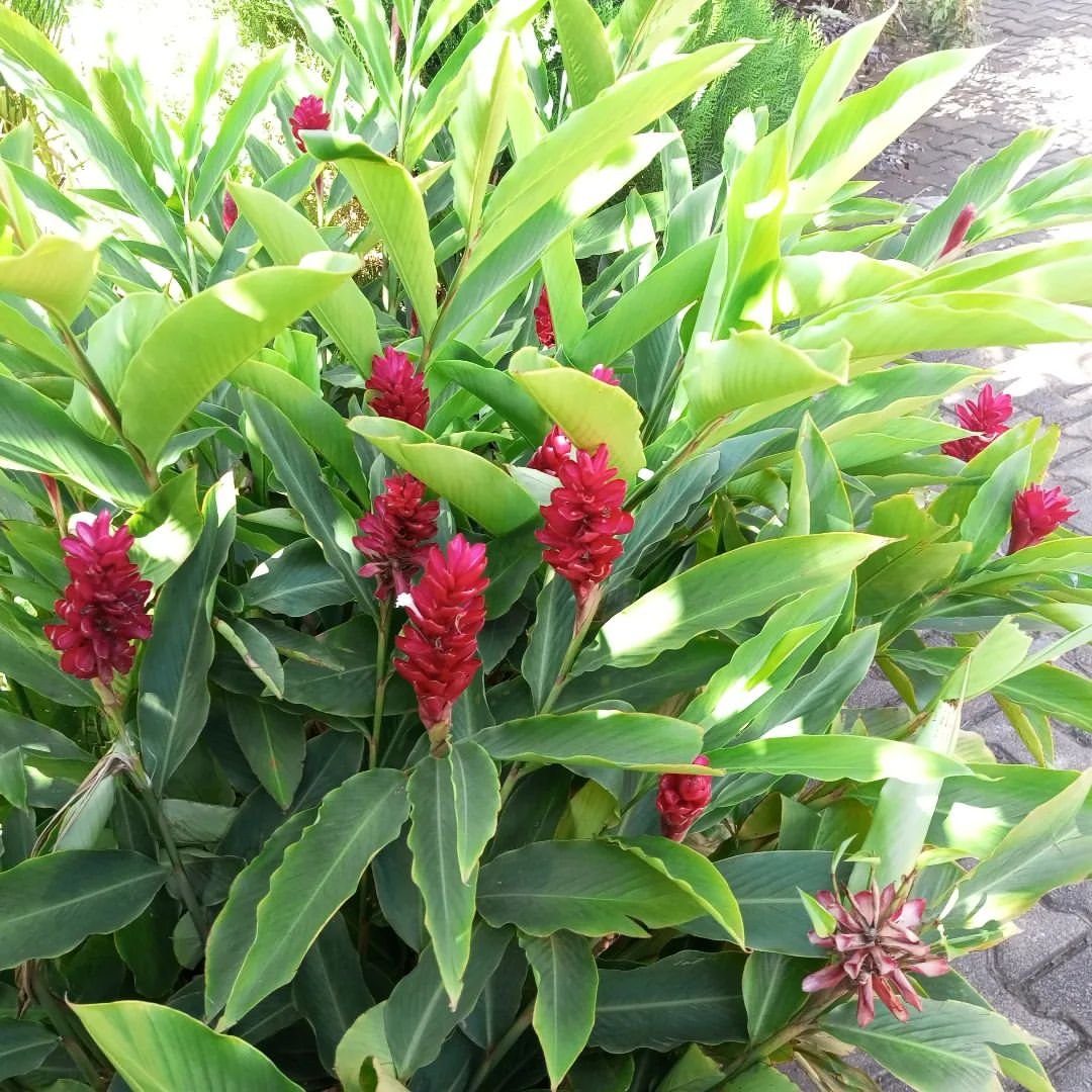 Red Ginger plant with vibrant red flowers and lush green leaves.