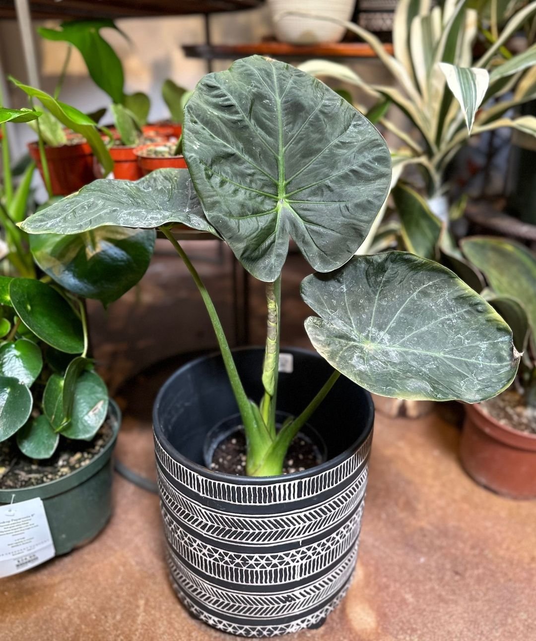 A potted plant with large leaves on a table, featuring the Regal Shield Alocasia.