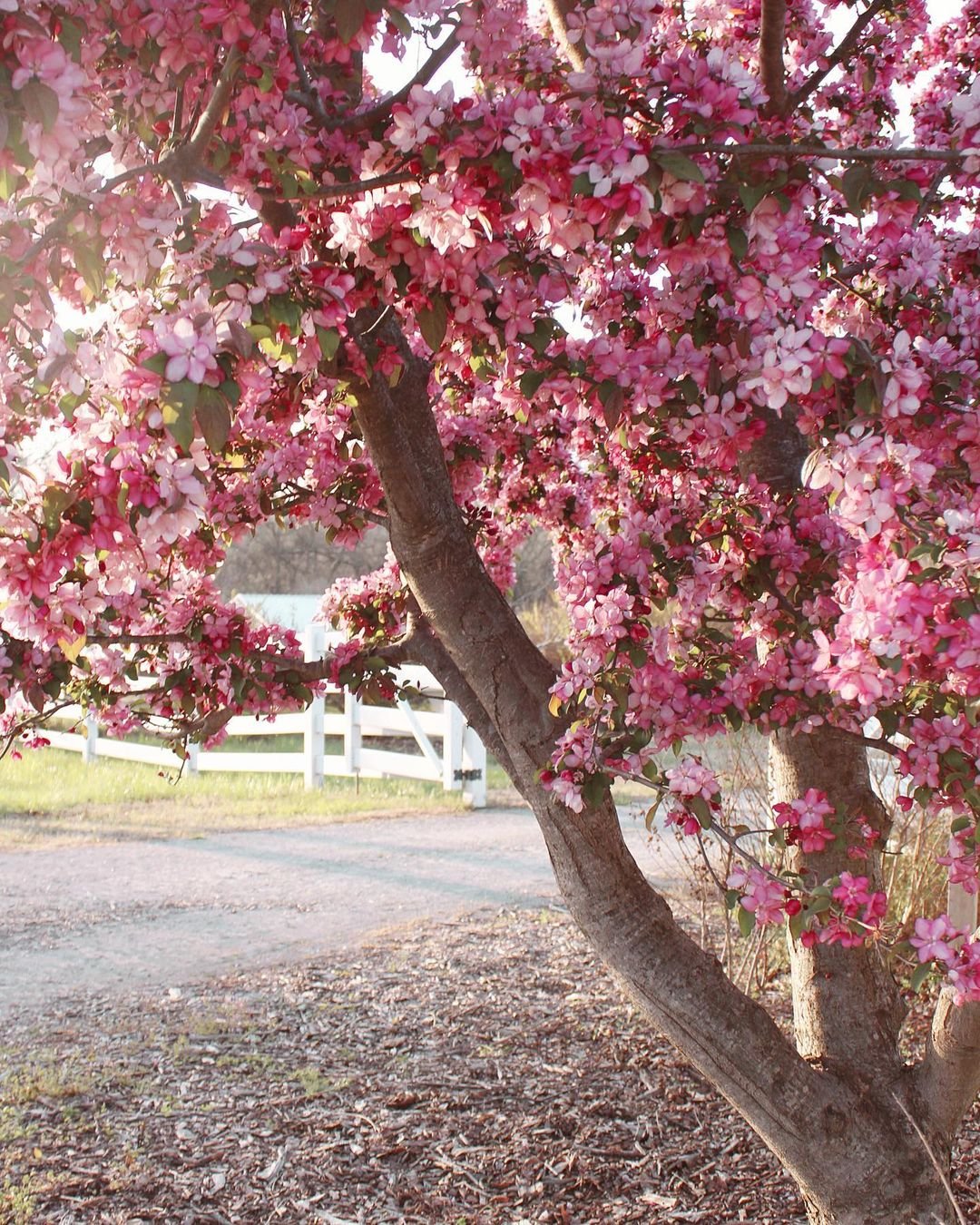 Vibrant Robinson Crabapple Tree displaying pink flowers and lush foliage in a garden.