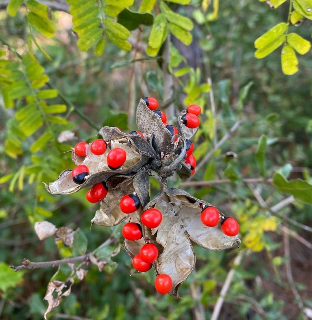 Vibrant red berries and green leaves of the Rosary Pea (Abrus precatorius) plant