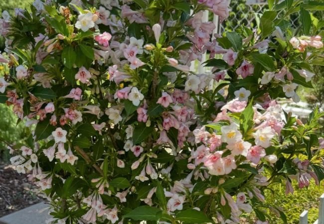 Rose Creek Abelia: Tips for a Thriving, Beautiful Landscape